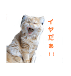 レオ君スタンプ(あいさつ)1（個別スタンプ：7）
