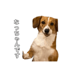 犬のこなつスタンプ4（個別スタンプ：1）