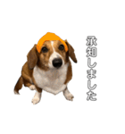 犬のこなつスタンプ4（個別スタンプ：2）