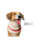 犬のこなつスタンプ4（個別スタンプ：3）