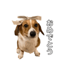 犬のこなつスタンプ4（個別スタンプ：4）