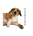 犬のこなつスタンプ4（個別スタンプ：5）