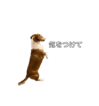犬のこなつスタンプ4（個別スタンプ：6）