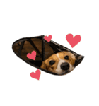 犬のこなつスタンプ4（個別スタンプ：12）