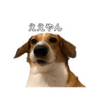 犬のこなつスタンプ4（個別スタンプ：13）