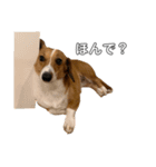 犬のこなつスタンプ4（個別スタンプ：14）