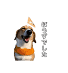 犬のこなつスタンプ4（個別スタンプ：15）