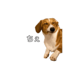 犬のこなつスタンプ4（個別スタンプ：16）