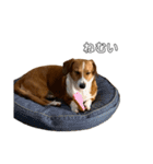 犬のこなつスタンプ4（個別スタンプ：17）