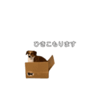 犬のこなつスタンプ4（個別スタンプ：20）