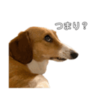 犬のこなつスタンプ4（個別スタンプ：21）
