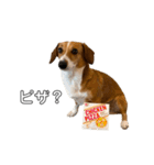 犬のこなつスタンプ4（個別スタンプ：22）