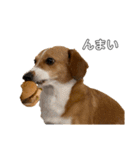 犬のこなつスタンプ4（個別スタンプ：24）