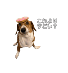 犬のこなつスタンプ4（個別スタンプ：27）