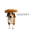 犬のこなつスタンプ4（個別スタンプ：28）
