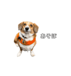 犬のこなつスタンプ4（個別スタンプ：29）