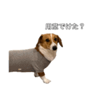 犬のこなつスタンプ4（個別スタンプ：30）