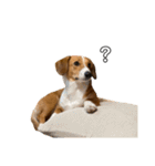 犬のこなつスタンプ4（個別スタンプ：31）