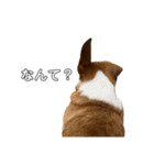 犬のこなつスタンプ4（個別スタンプ：32）