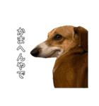 犬のこなつスタンプ4（個別スタンプ：33）