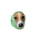 犬のこなつスタンプ4（個別スタンプ：37）