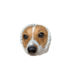 犬のこなつスタンプ4（個別スタンプ：39）