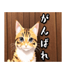 あいさつねこすたんぷ（個別スタンプ：4）