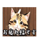 あいさつねこすたんぷ（個別スタンプ：5）