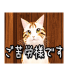 あいさつねこすたんぷ（個別スタンプ：8）