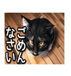 あいさつねこすたんぷ（個別スタンプ：12）