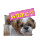 こっちゃん(7)（個別スタンプ：1）