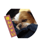 こっちゃん(7)（個別スタンプ：3）