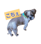 こっちゃん(7)（個別スタンプ：5）
