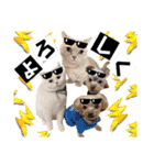 おにおんと時々ぽてと（個別スタンプ：17）