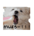わが家のしろくま（個別スタンプ：3）