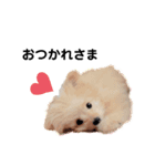 わが家のしろくま（個別スタンプ：4）