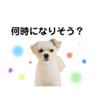 わが家のしろくま（個別スタンプ：5）
