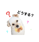 わが家のしろくま（個別スタンプ：12）