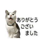しま男敬語スタンプ（個別スタンプ：2）