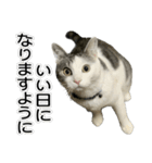 しま男敬語スタンプ（個別スタンプ：3）