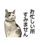 しま男敬語スタンプ（個別スタンプ：5）
