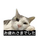 しま男敬語スタンプ（個別スタンプ：7）