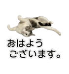 しま男敬語スタンプ（個別スタンプ：9）