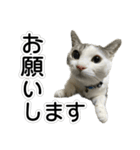 しま男敬語スタンプ（個別スタンプ：10）