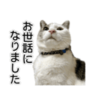 しま男敬語スタンプ（個別スタンプ：11）