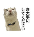 しま男敬語スタンプ（個別スタンプ：12）
