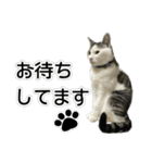 しま男敬語スタンプ（個別スタンプ：14）