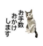 しま男敬語スタンプ（個別スタンプ：15）