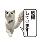 しま男敬語スタンプ（個別スタンプ：16）