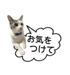 しま男敬語スタンプ（個別スタンプ：17）